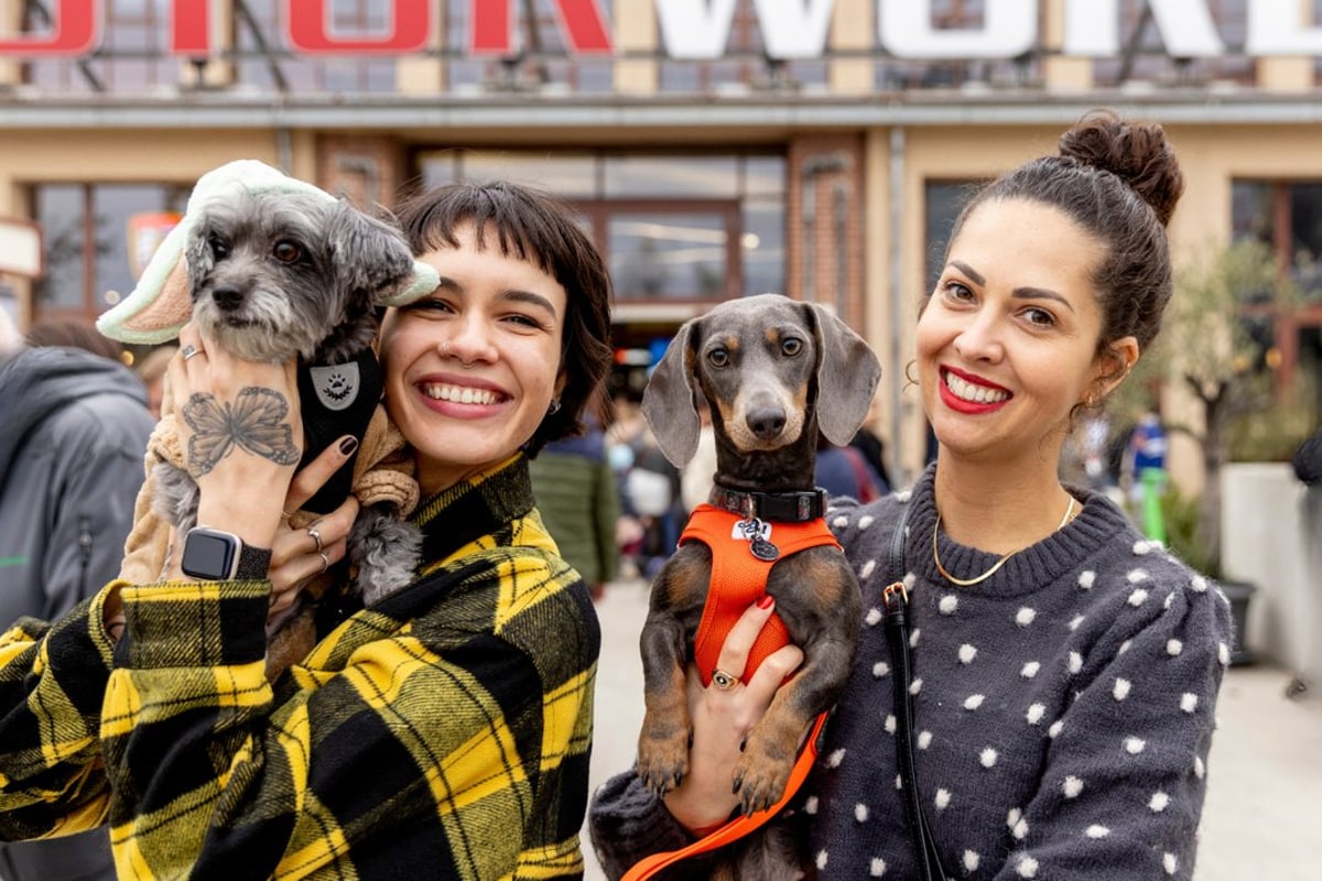 DogWorld & DackelRace