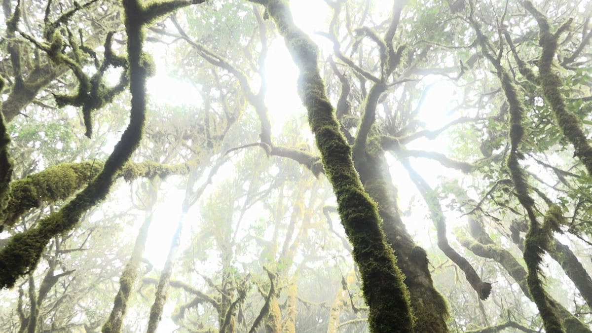 While The Green Grass Grows (Parts 1+6)