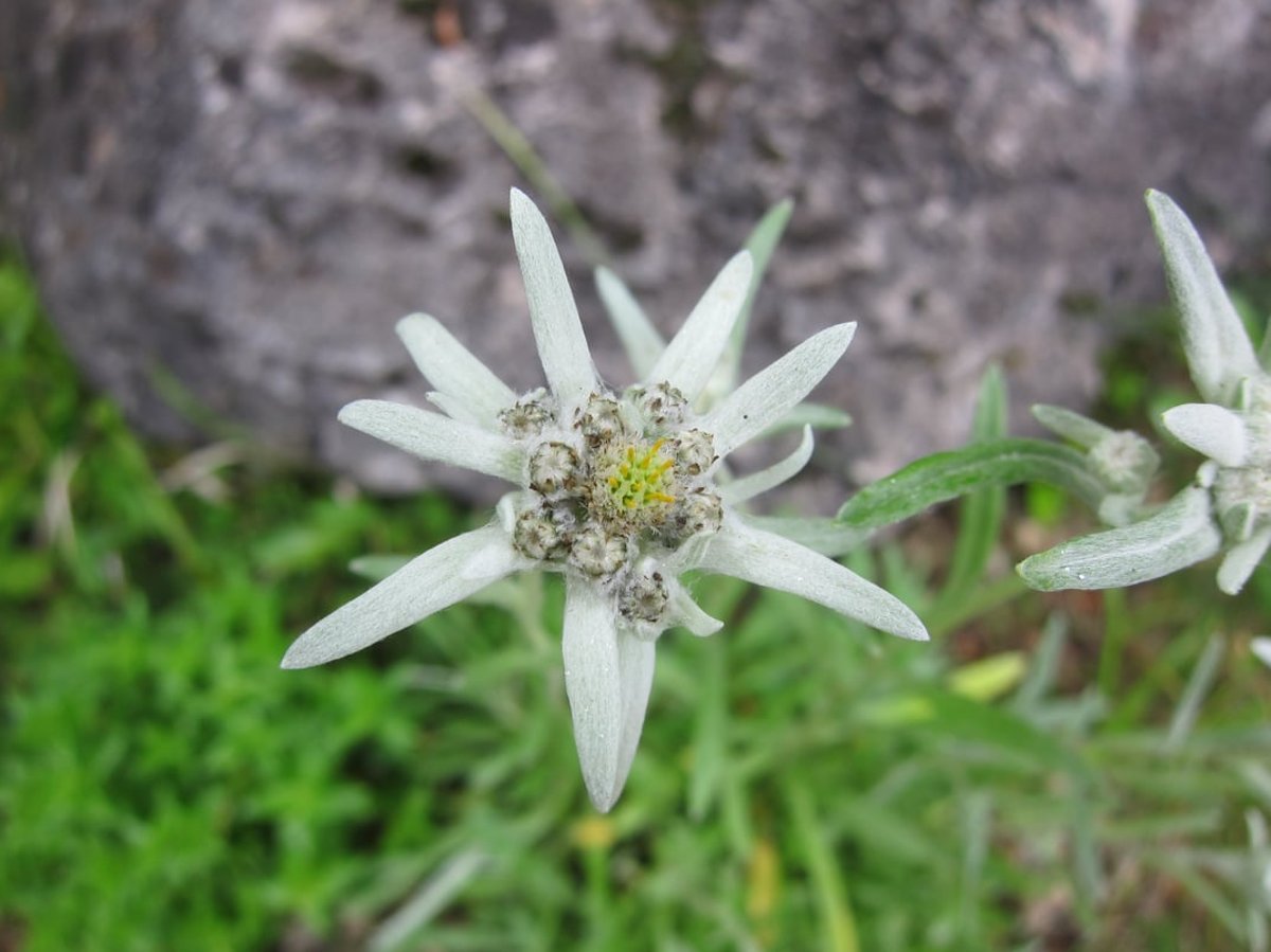 Internationaler Tag der Berge 2025