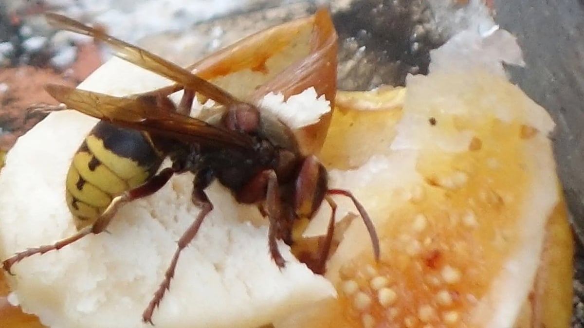 Missverstandene Insekten: Wespe, Hornisse und Co.