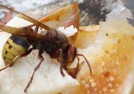 Missverstandene Insekten: Wespe, Hornisse und Co.