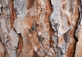 Naturerfahrung: Baum und Mensch