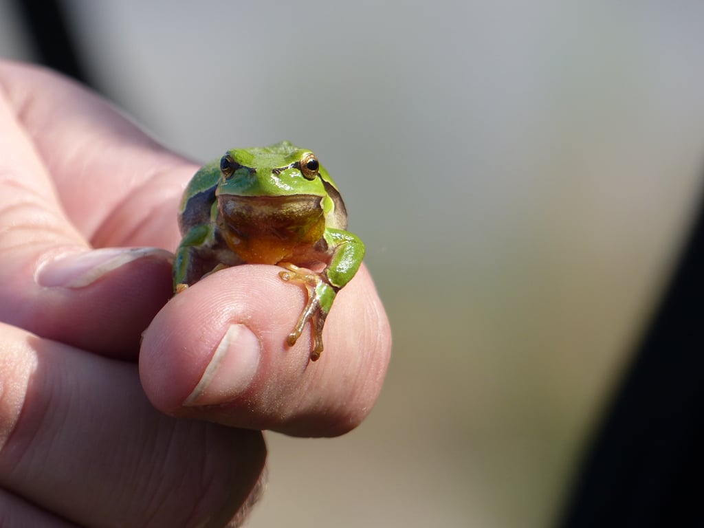 Close-up of a small green frog held between a person's fingers, facing the camera.