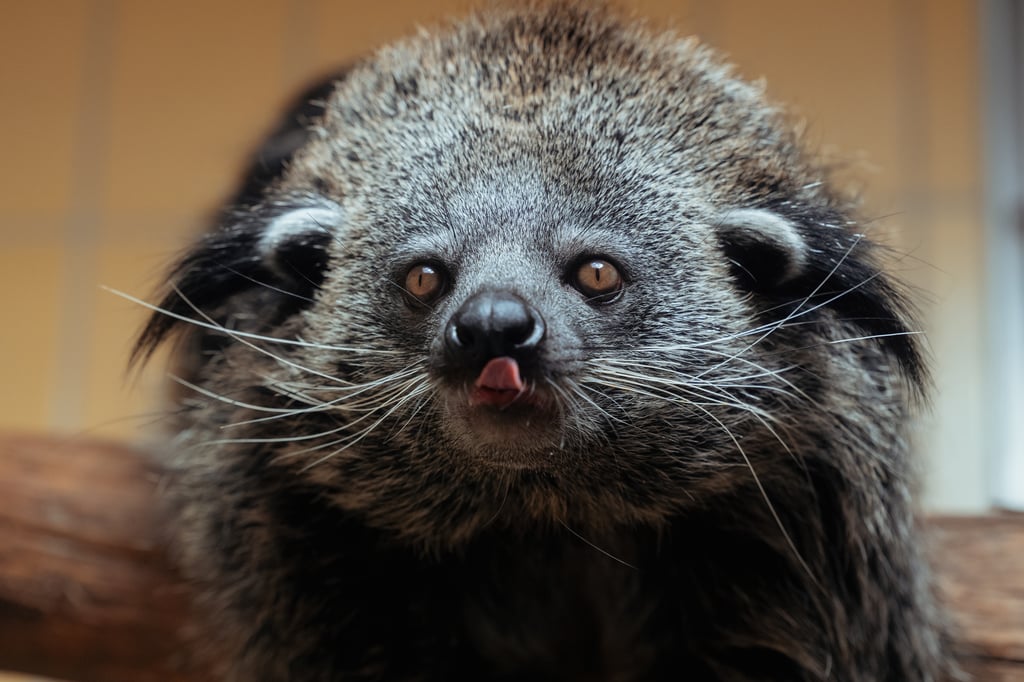 Close-up of a raccoon facing the camera with its tongue sticking out slightly and whiskers visible.