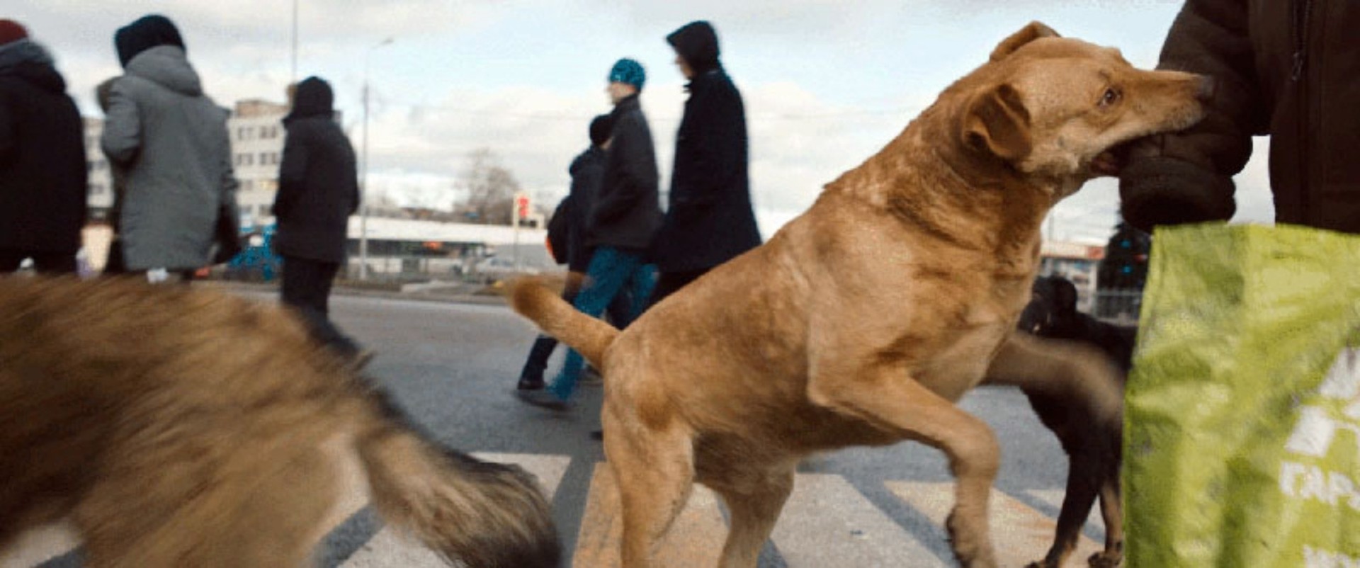 Bilder aus Dreaming Dogs