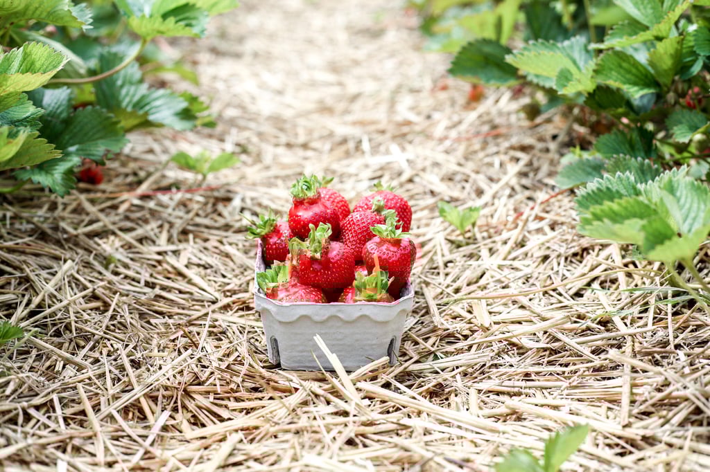 Erdbeeren pflücken München: Beerengarten Rothschwaige