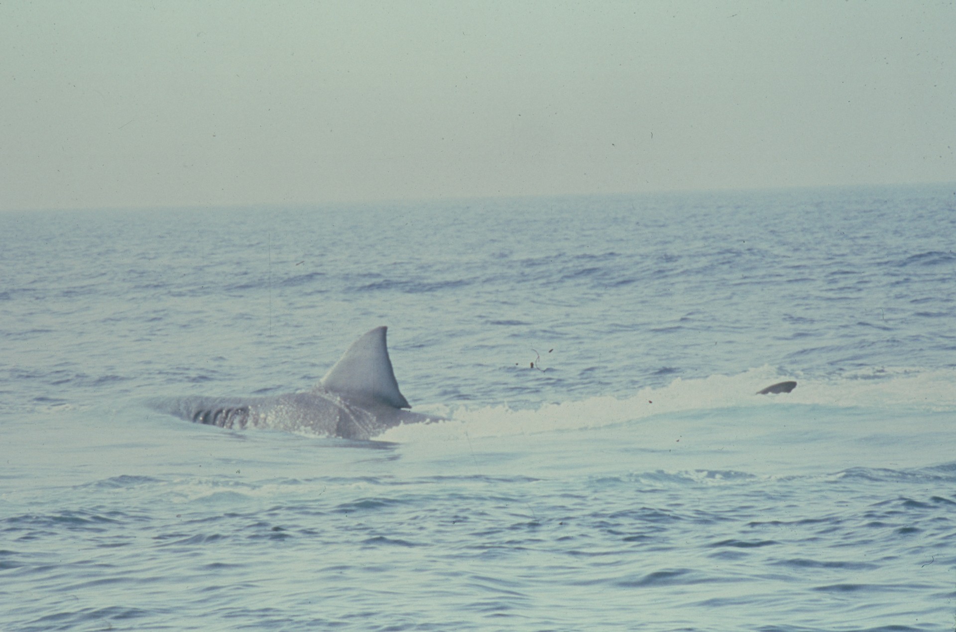 Bilder aus Der weiße Hai