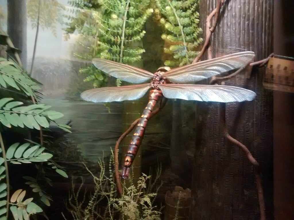 Nachbildung der Urlibelle Meganeura im Museum Mensch und Natur