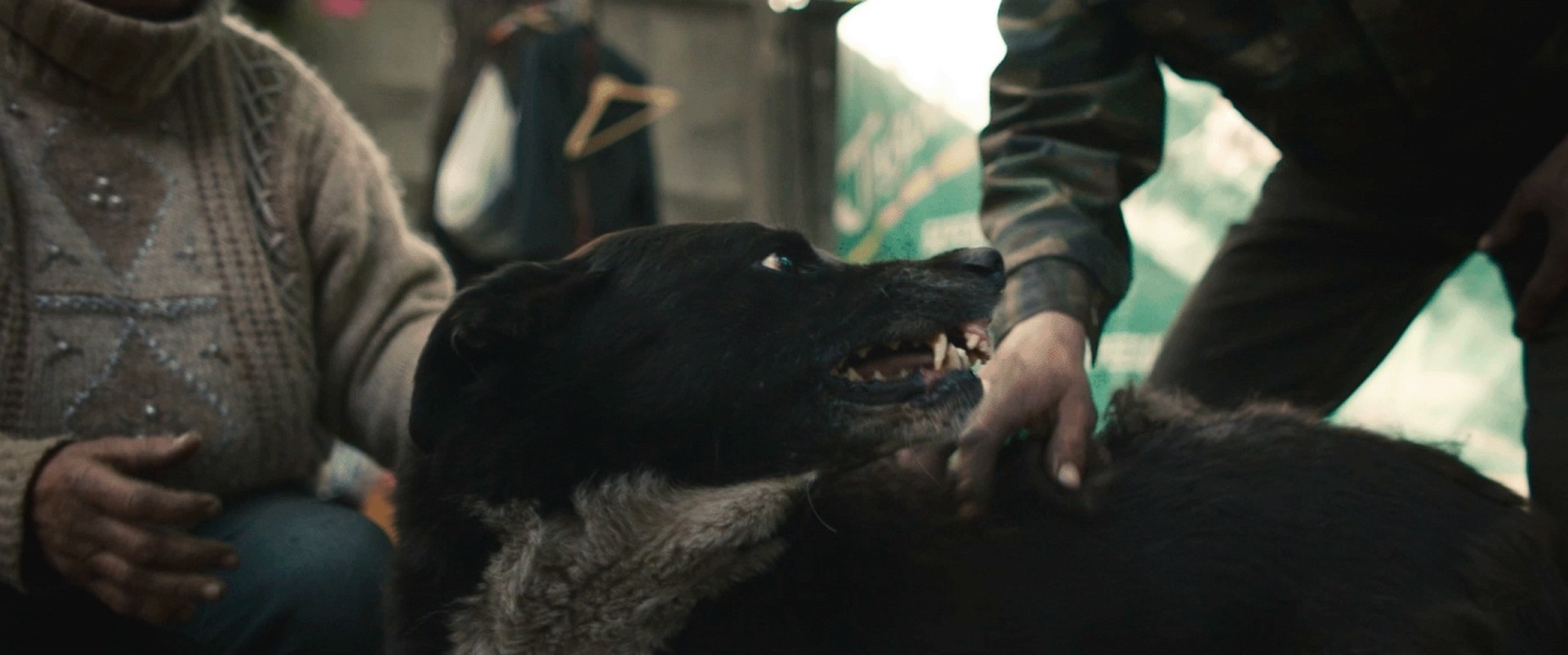 Bilder aus Dreaming Dogs