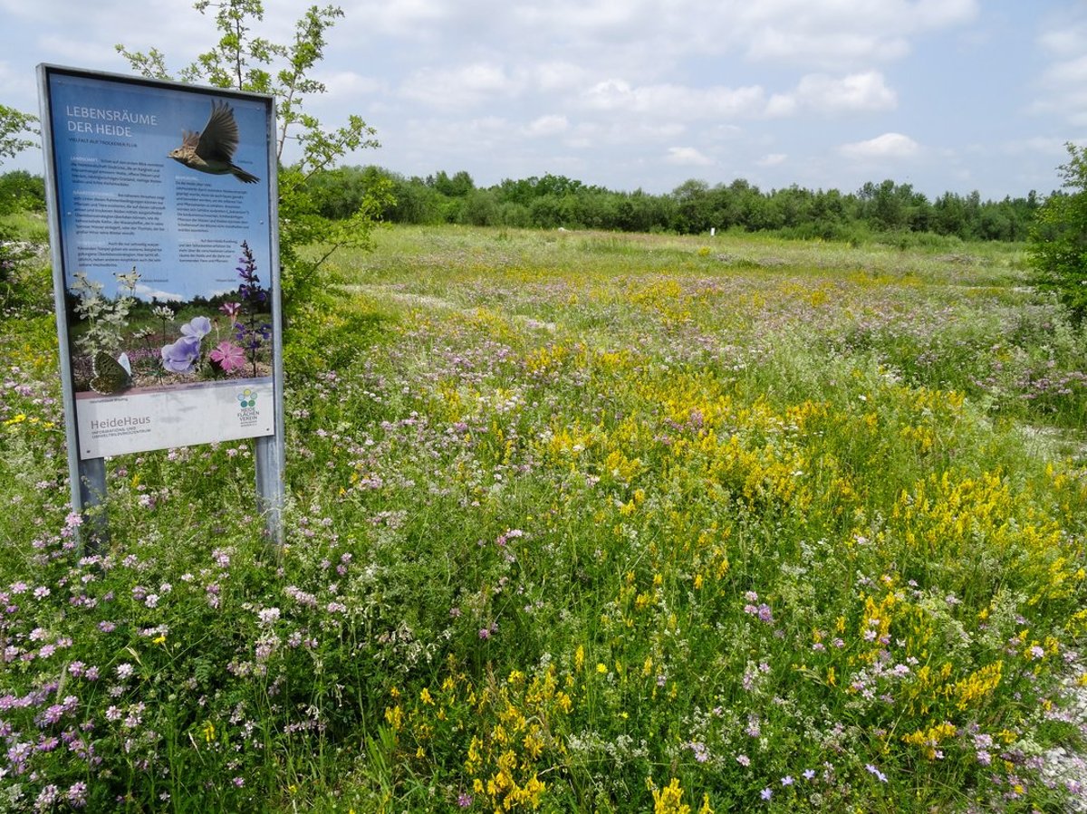 Heide-Aktionstag – Zu Gast im Wohnzimmer der Natur