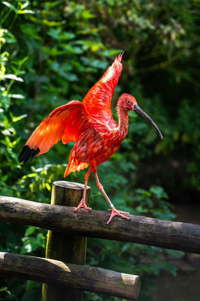Scarlet ibis perched on a weathered wooden railing with lush green foliage in the background.