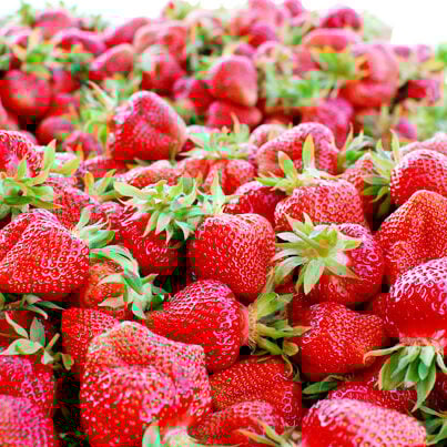 Erdbeeren pflücken München: Erdbeer-Lang