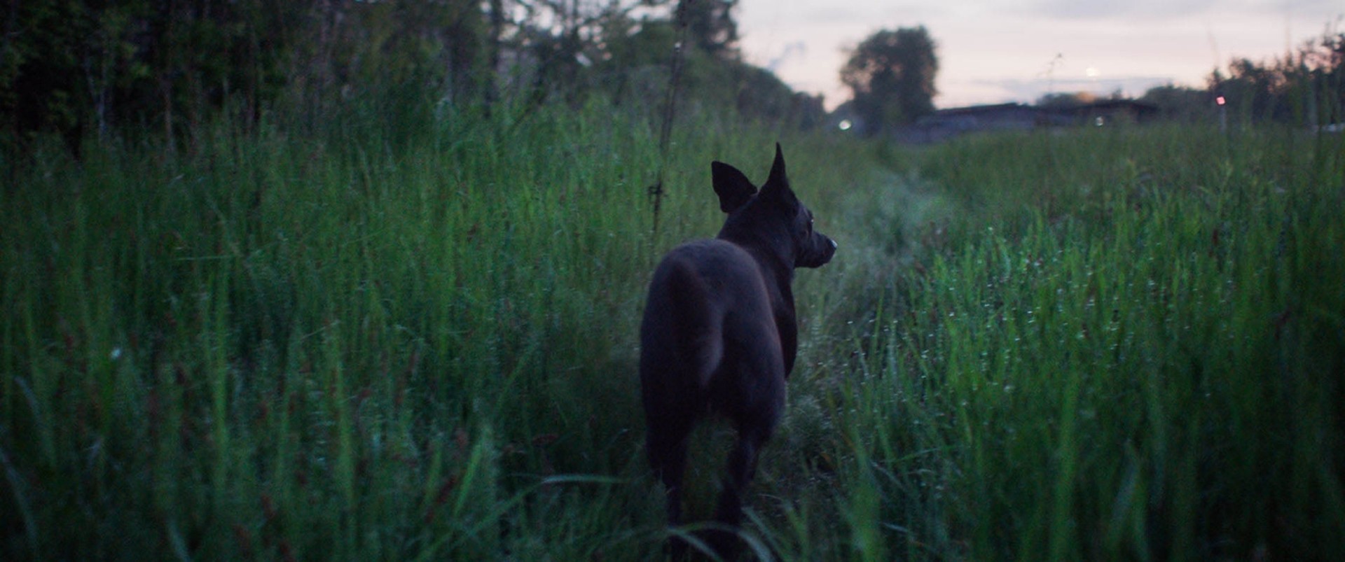 Bilder aus Dreaming Dogs