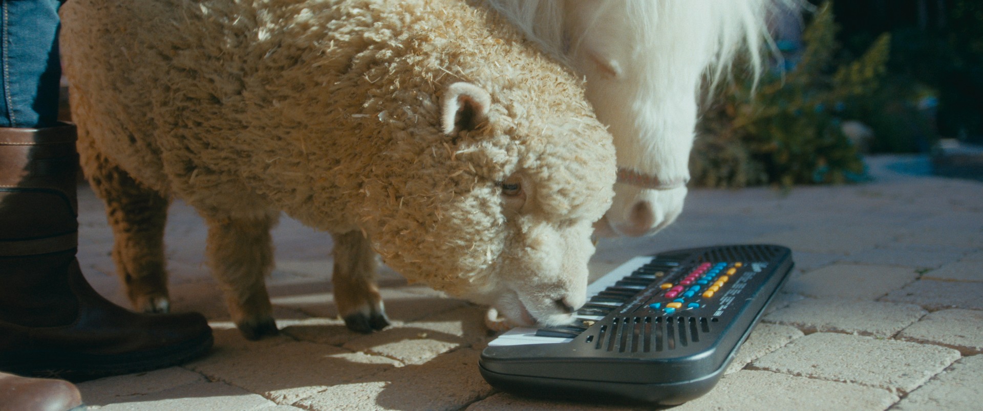 Bilder aus Hochstapler und Ponys