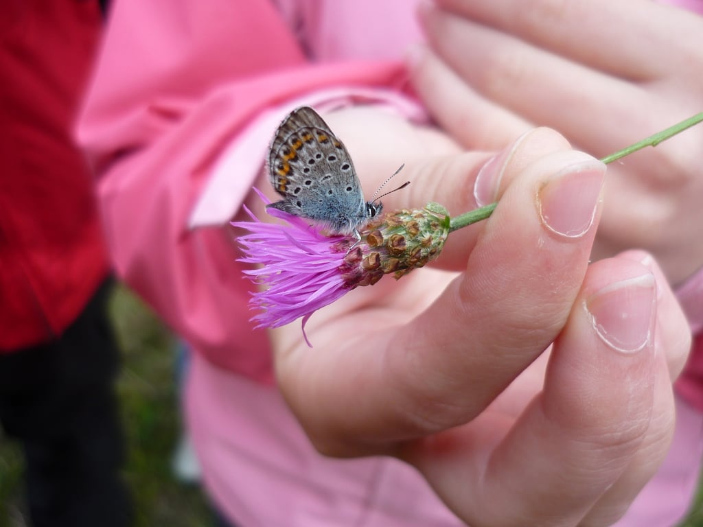 Blue butterfly with orange wing spots perched on a purple thistle, held by a person in a pink jacket.
