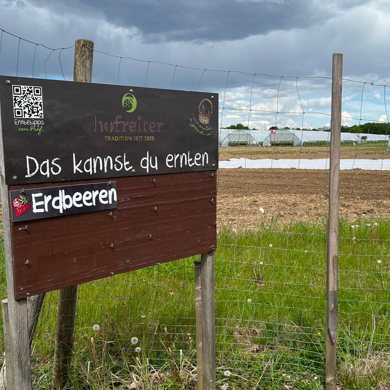 Erdbeeren pflücken München: Hofreiter