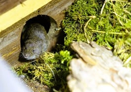 Die Bayerische Kurzohrmaus – Rettung einer bedrohten heimischen Art