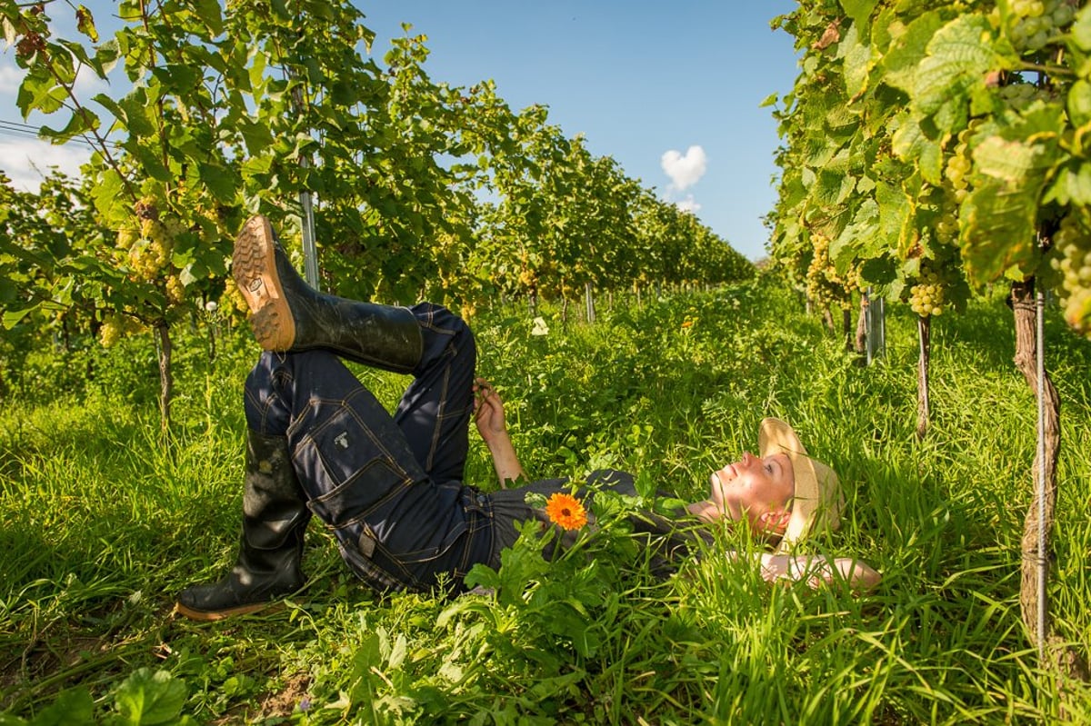 Winzerabend feat. Weingut Schönhals