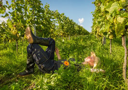 Winzerabend feat. Weingut Schönhals