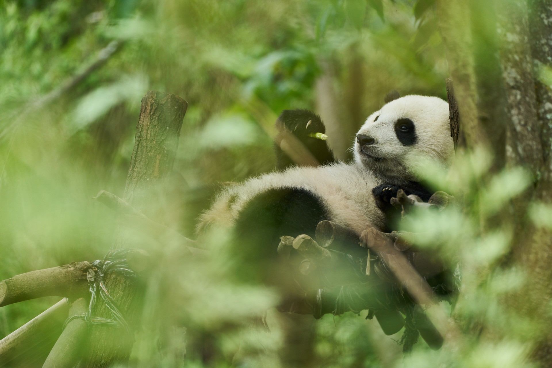 Bilder aus Moon, der Panda