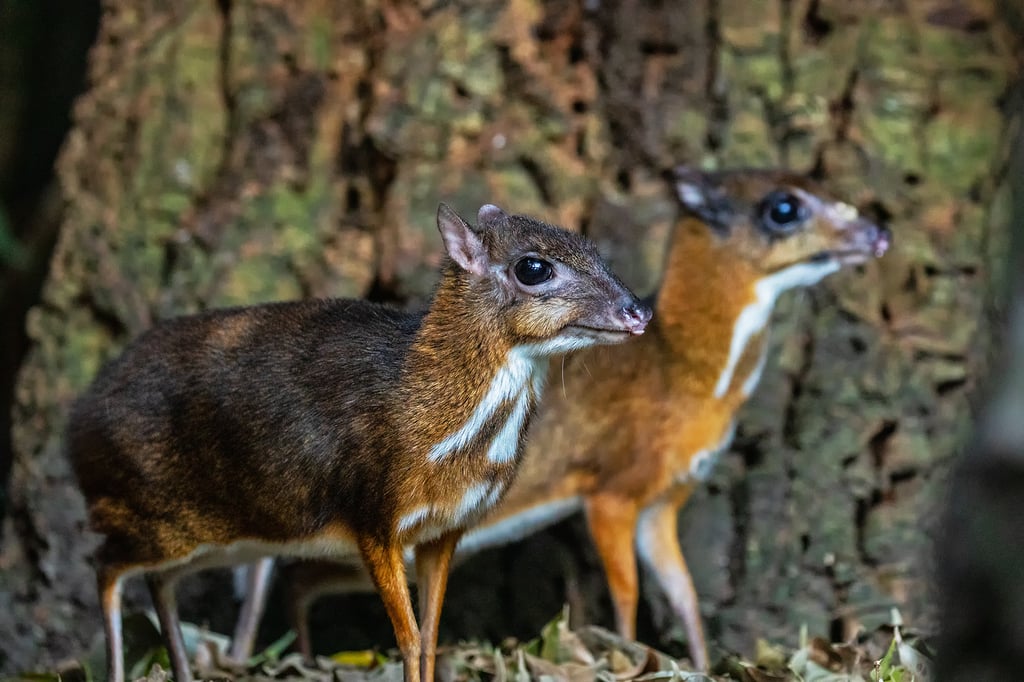 Two small brown forest mammals with white throat markings, standing on the forest floor and looking to the right.