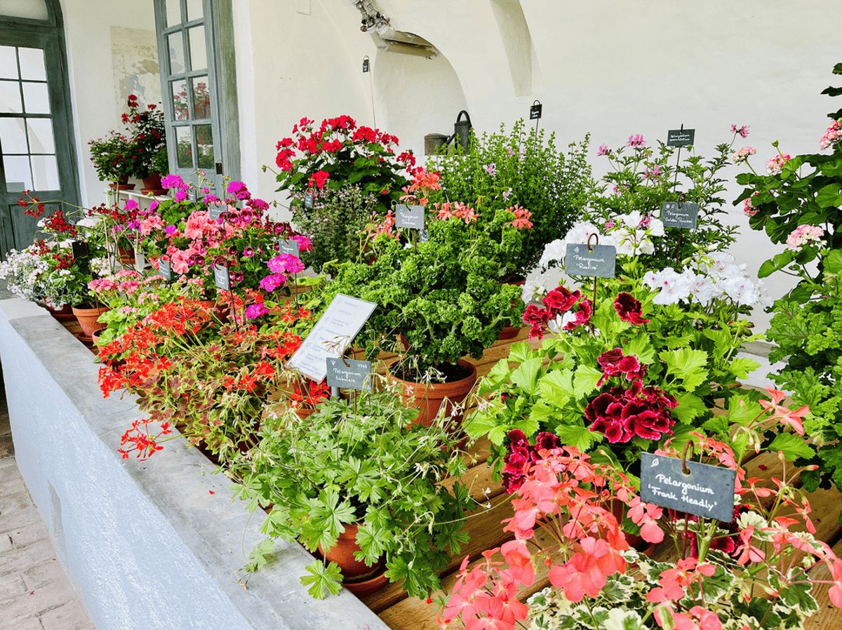 Faszination Pelargonien. Formen. Farben. Düfte