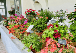 Faszination Pelargonien. Formen. Farben. Düfte
