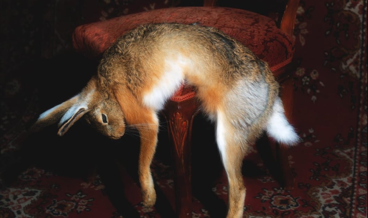 Toxische Pommes – Wunschlos unglücklich