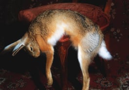 Toxische Pommes – Wunschlos unglücklich