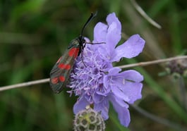 Der Natur die Gartentüre öffnen