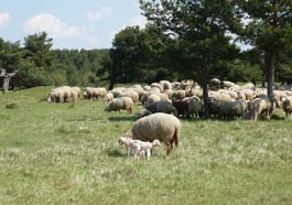 Besuch beim Schäfer
