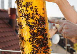Bienenwachs: Gießen, Modellieren, Kerzen Ziehen