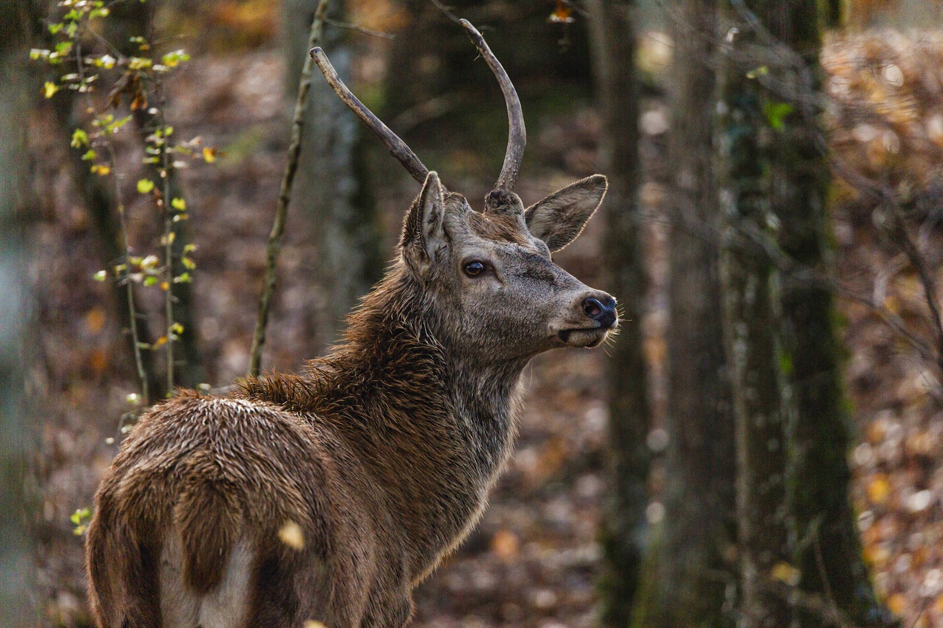 Bilder aus Bambi - Eine Lebensgeschichte aus dem Wald