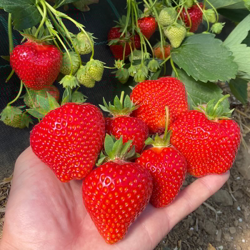 Erdbeeren pflücken München: Hofreiter