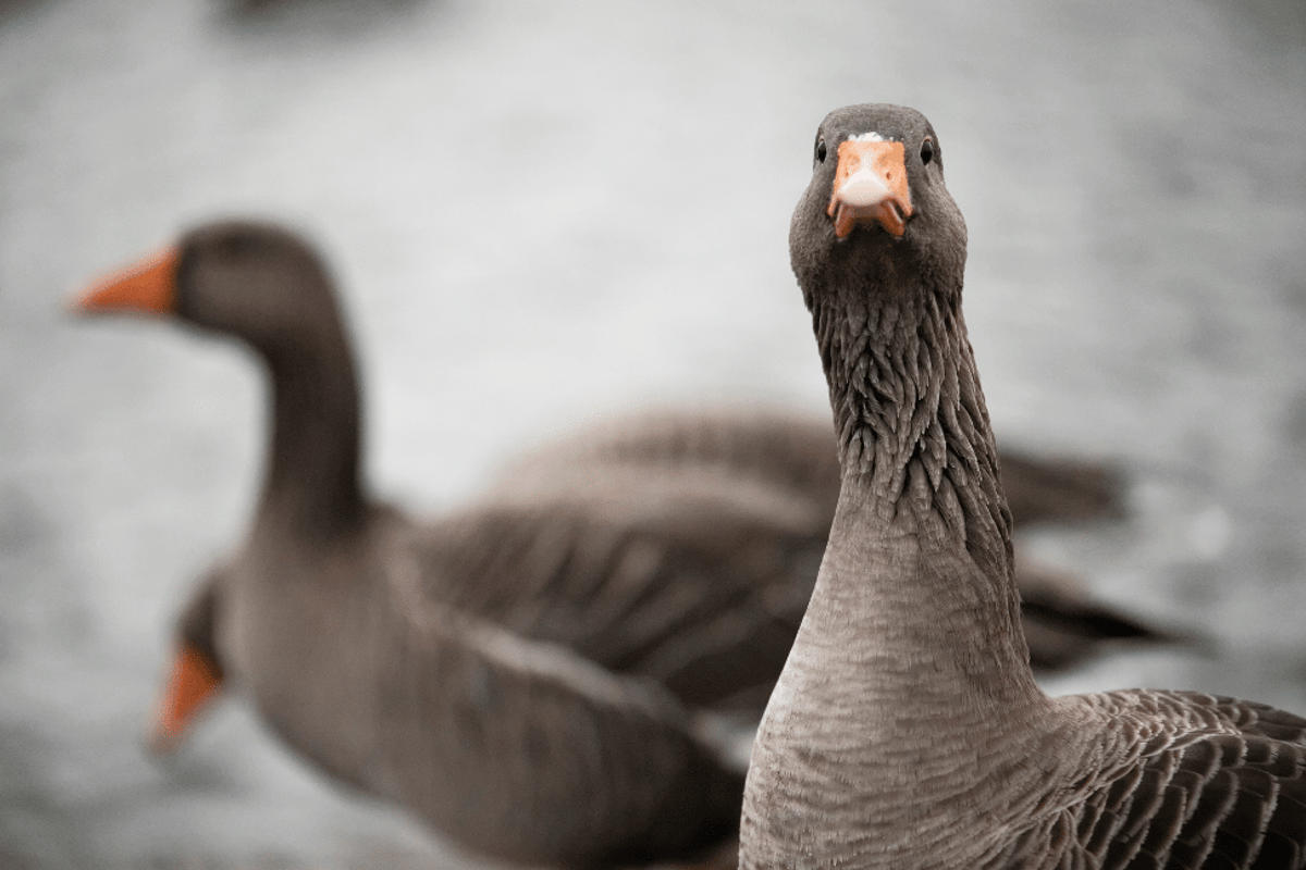 Naturerfahrung: Inforeihe Gänse – Gans ohne Flugschein