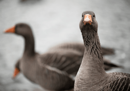 Naturerfahrung: Inforeihe Gänse – Gans ohne Flugschein