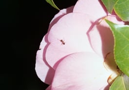 Dorothea Lasky: Roses