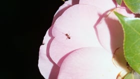 Dorothea Lasky: Roses
