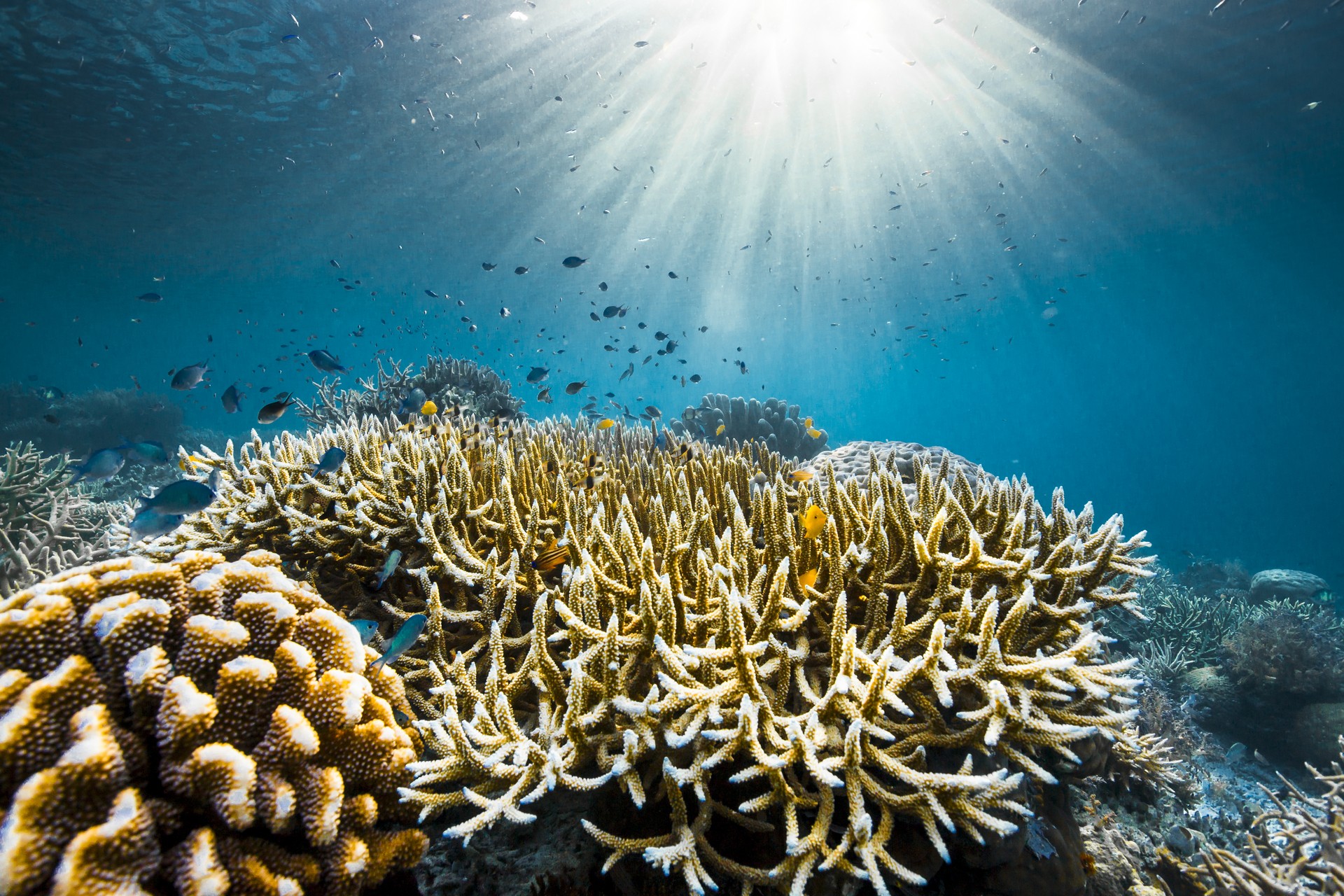 Bilder aus Ozean mit David Attenborough