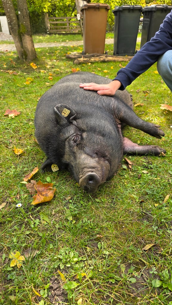 A person pats a large black potbellied pig lying on grassy ground outdoors, with fallen leaves nearby and trash bins in the background.