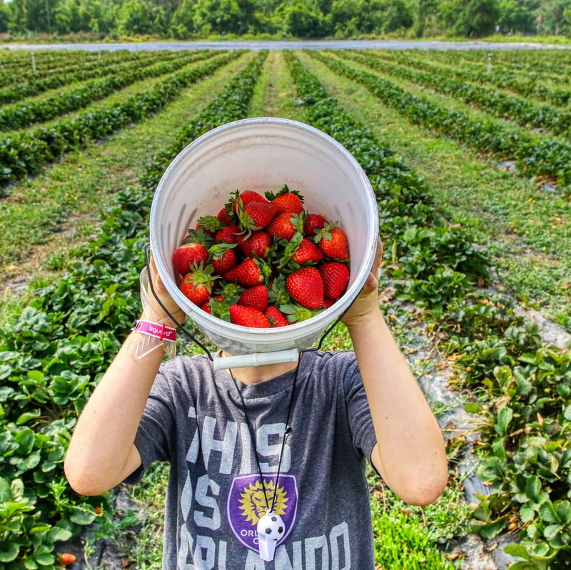 Erdbeeren pflücken München: Erdbeer-Lang