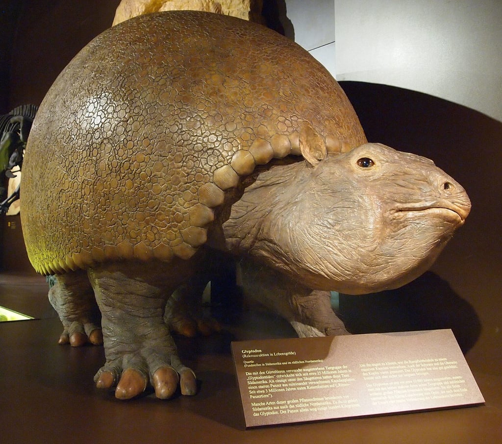 Rekonstruktion eines Glyptodon, eines urzeitlichen Riesengürteltiers, im Museum Mensch und Natur