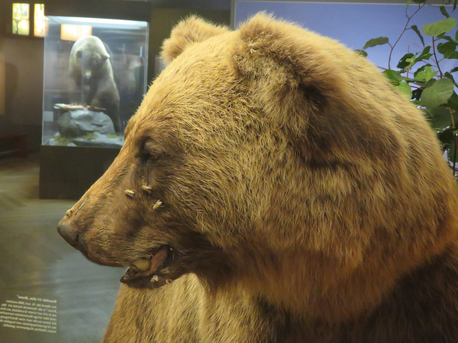 Präparat von Braunbär Bruno JJ1 im Museum Mensch und Natur München