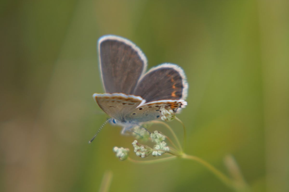 Wir entdecken den Schatz der Wiese