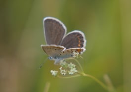 Wir entdecken den Schatz der Wiese