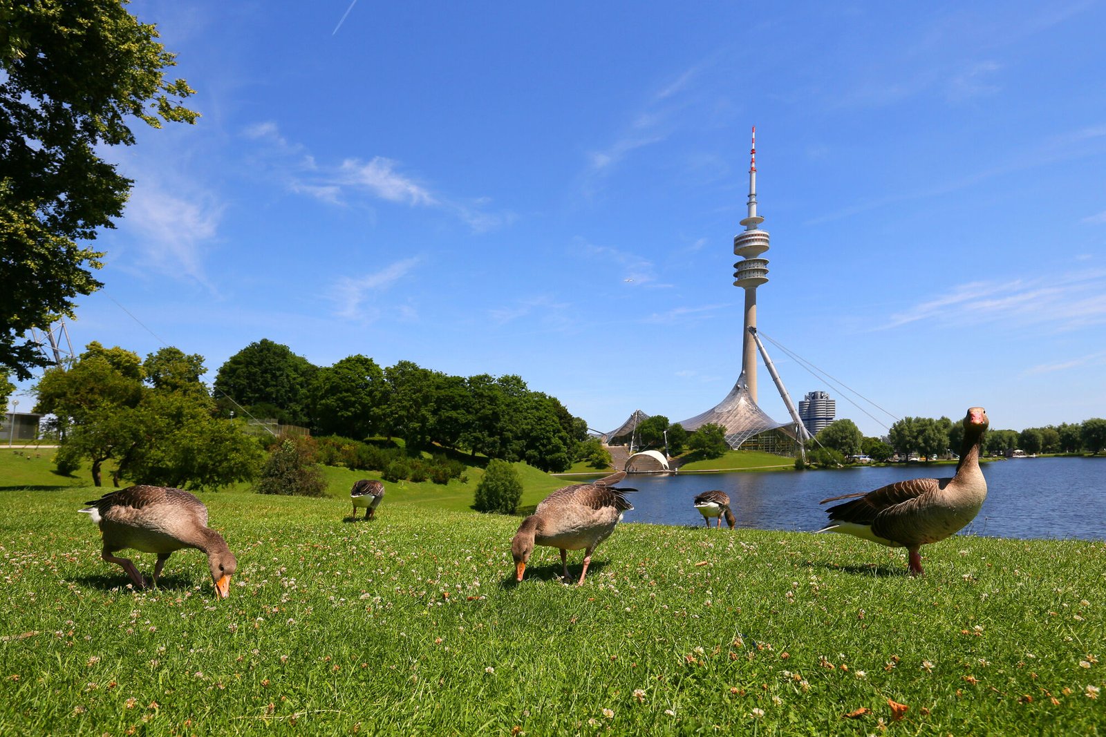 Graugänse im Olympiapark © München Tourismus Tommy Lösch