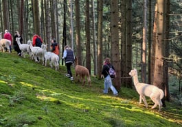 Alpaka-Wanderung in der Weilachmühle