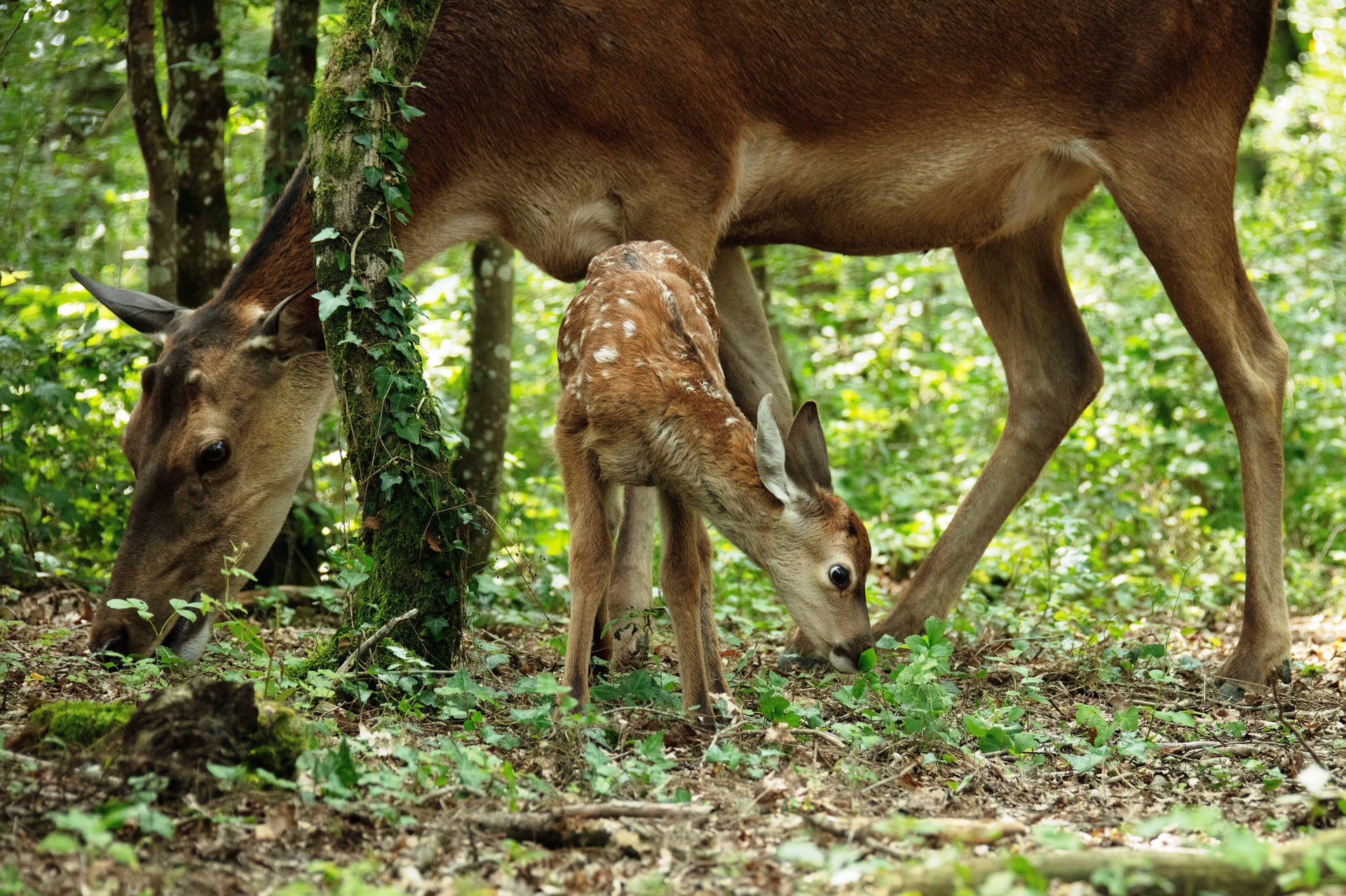 Bilder aus Bambi - Eine Lebensgeschichte aus dem Wald
