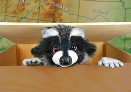 Rocky Waschbär – Der Apfelkuchendieb