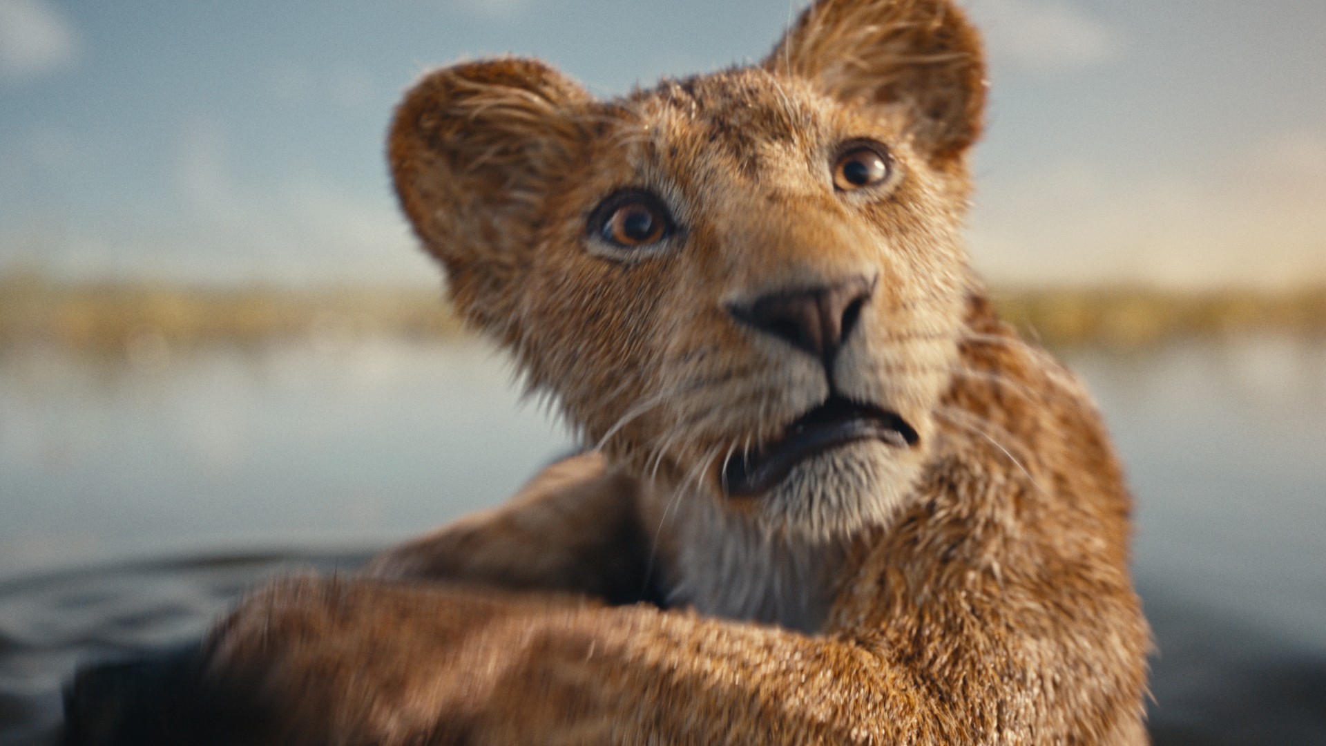 Bilder aus Mufasa: Der König der Löwen
